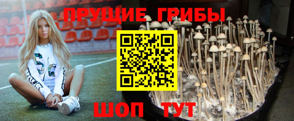 Галлюциногенные грибы прущие грибы  Вход с VPN  хочу   Заводоуковск 